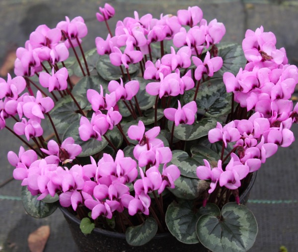 Brambořík 1 Brambořík Cyclamen coum