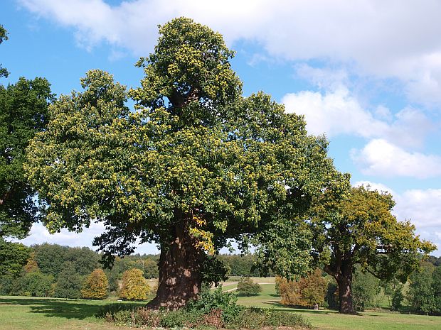 7155 castanea sativa kastanovnik sety 1