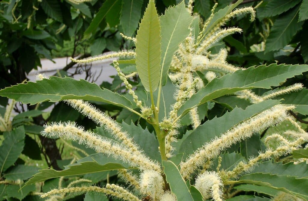 89961 kastanovnik kvety