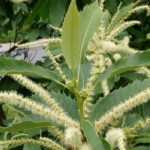 89961 kastanovnik kvety