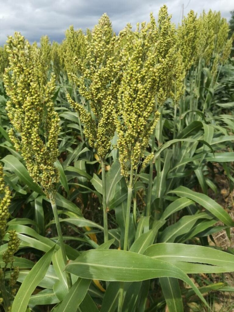 Čirok dvoubarevný (Sorghum bicolor)​