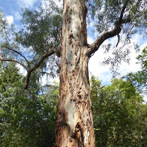 Blahovičník Camaldulův (Eucalyptus camaldulensis)