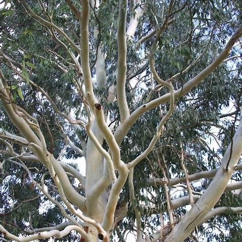 Blahovičník Dalrympleův (Eucalyptus dalrympleana)