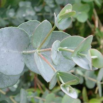 Blahovičník (Eucalyptus)