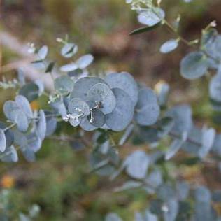 Blahovičník Gunniův (Eucalyptus gunnii)