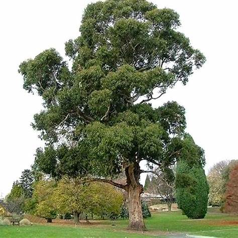 Blahovičník kulatoplodý (Eucalyptus globulus)