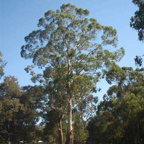 Blahovičník prutnatý (Eucalyptus viminalis)