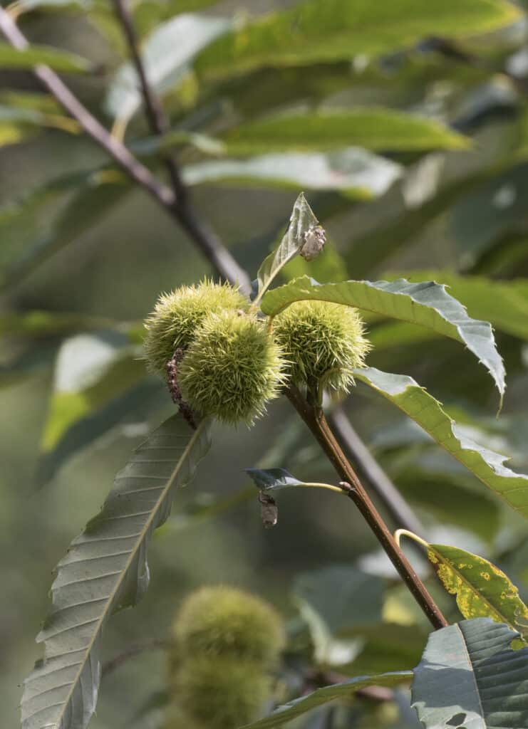 Castanea sativa Sweet chestnut Giresun 2016 01 2