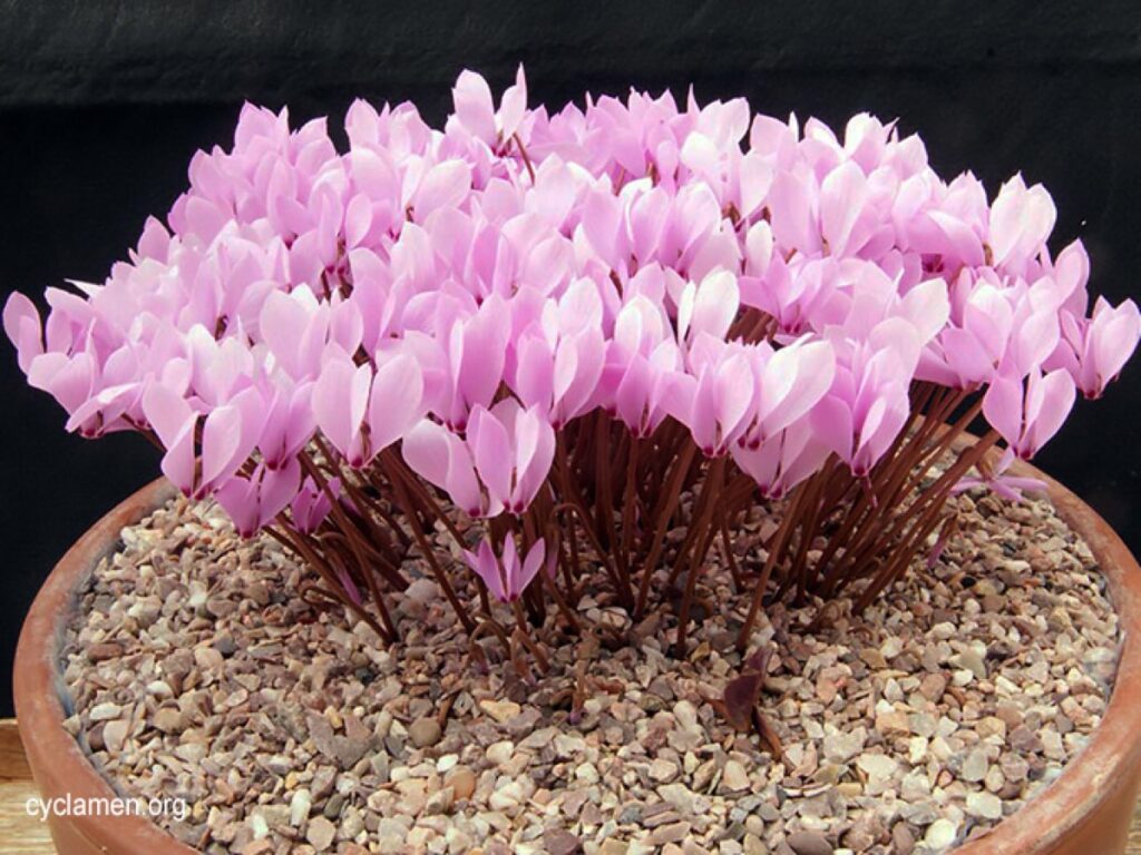 Brambořík 2 Brambořík Cyclamen cilicium