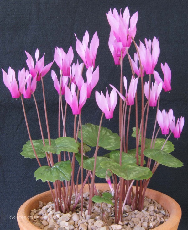 Brambořík 5 Brambořík - Cyclamen repandum