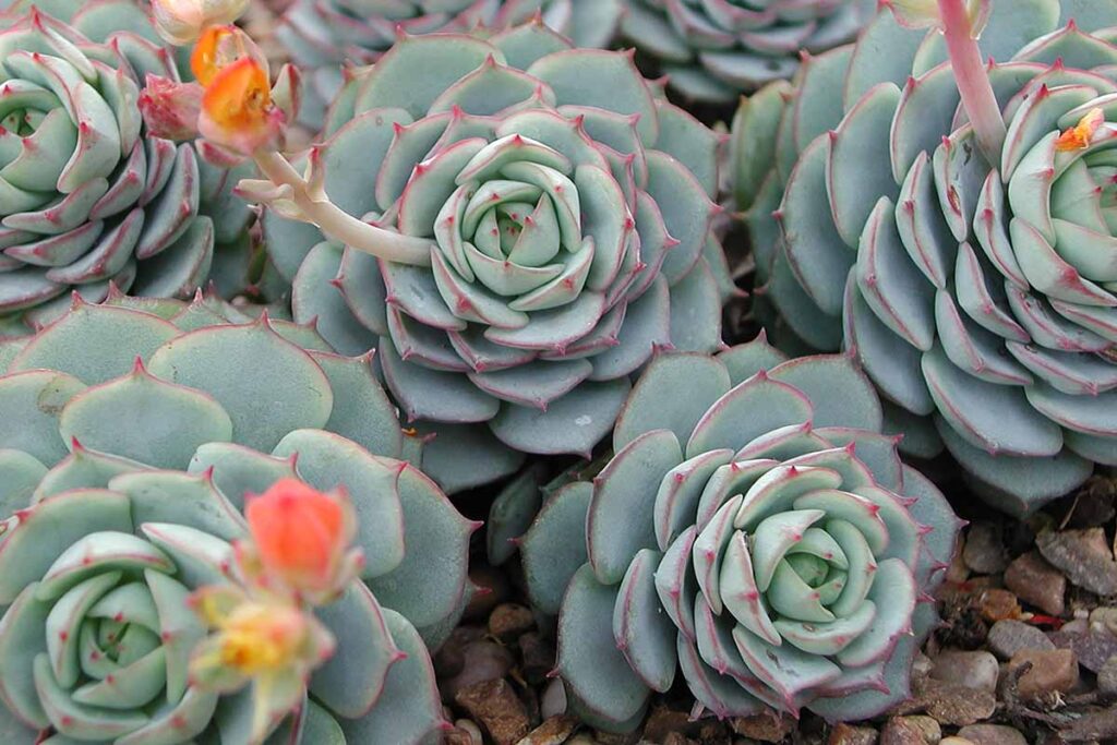Echeveria derenbergii