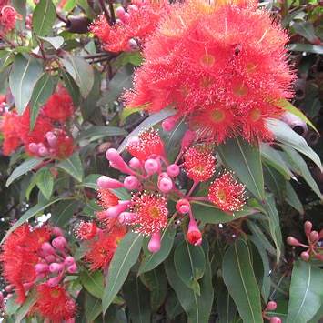 Eucalyptus ficifolia