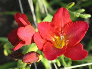 Hnojení pokojových rostlin 16 Freesia 'Everett'