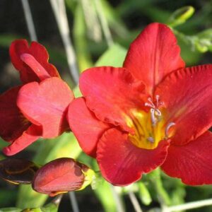 Freesia 'Everett'