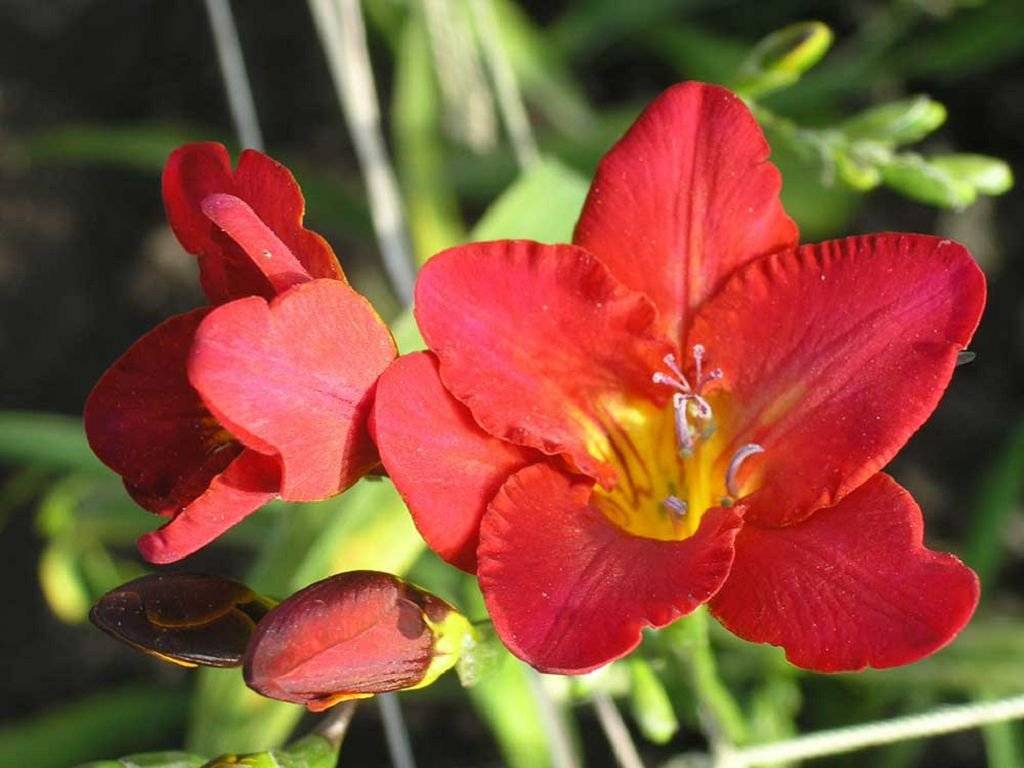 Freesia 'Everett'