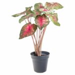 Kaladium v květináči