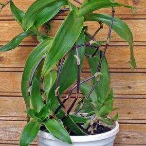 Kelisie v květináči