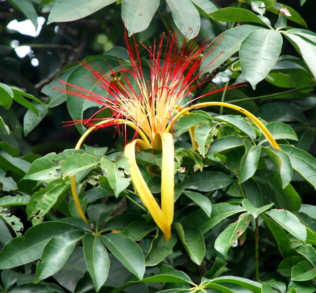 Pachira aquatica 1