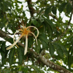 Pachira aquatica inflorescense