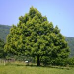 TZ Kastanovnik jedly foto1b 1000x683 1