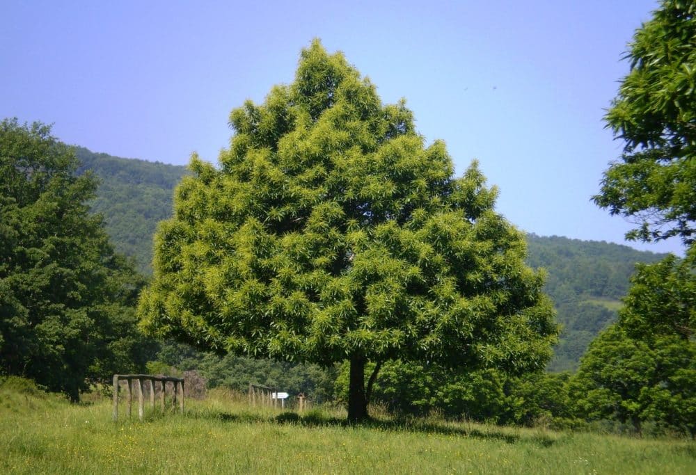 TZ Kastanovnik jedly foto1b 1000x683 1