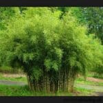 bambus fargesia rufa vyska 30 40 cm v crepniku fargesia rufa b 96ec846c5e3545e0