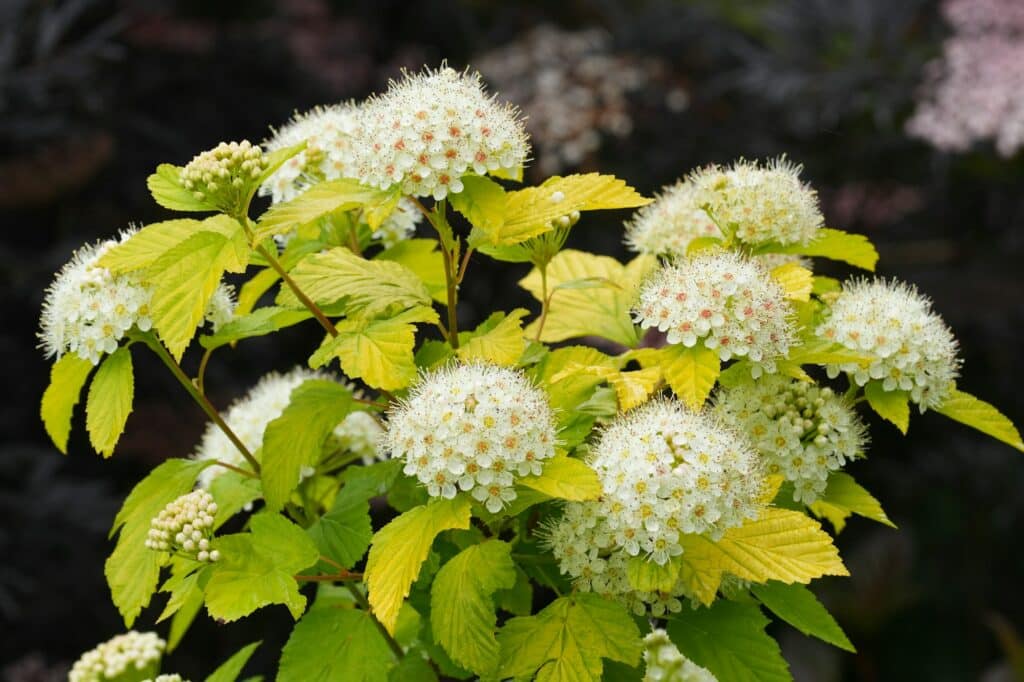closeup on the north american white blossoming ninebark physocarpus opulifolius in the garden 1