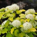 closeup on the north american white blossoming ninebark physocarpus opulifolius in the garden 1
