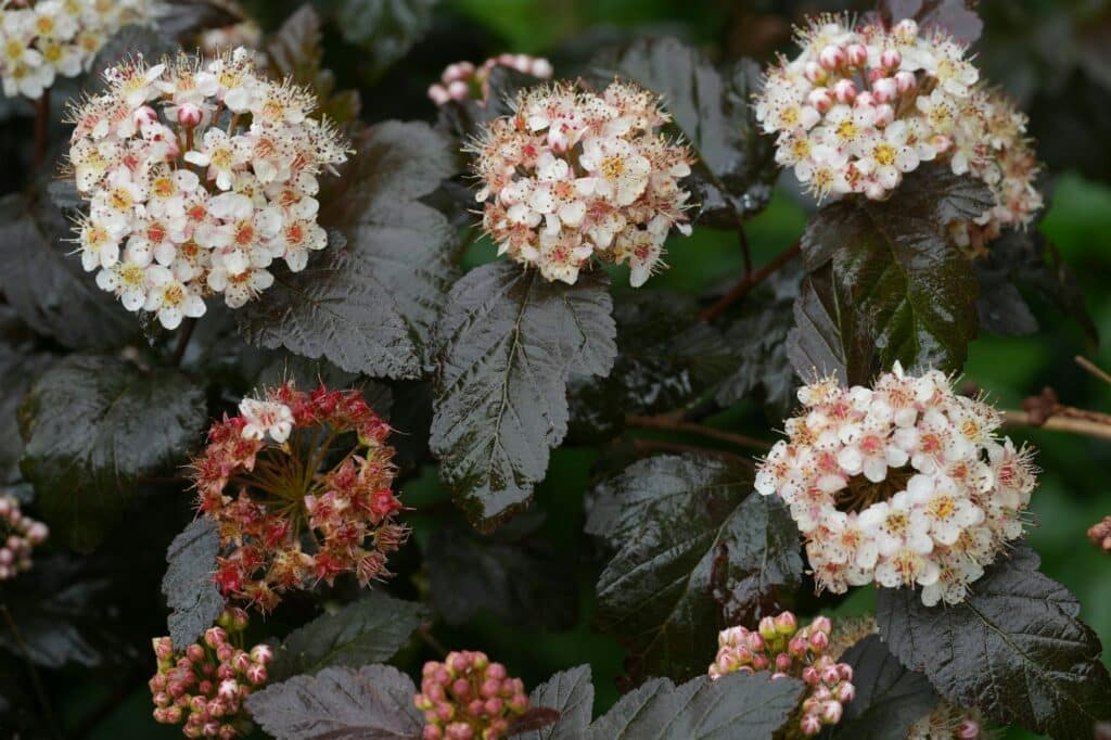 closeup on the north american white blossoming ninebark physocarpus opulifolius in the garden