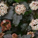 closeup on the north american white blossoming ninebark physocarpus opulifolius in the garden