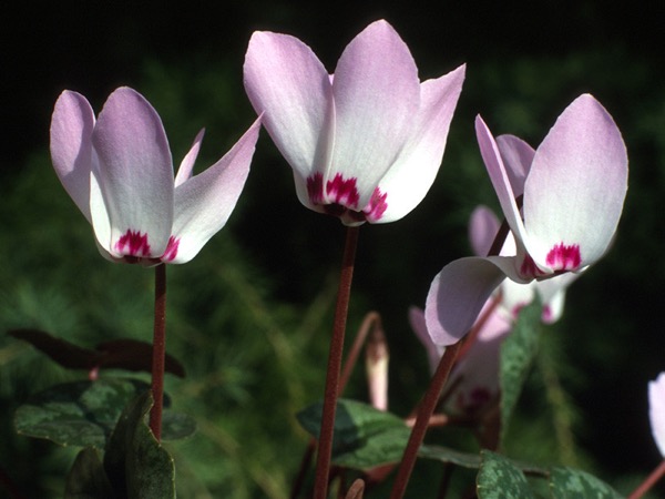 Brambořík 3 Brambořík Cyclamen libanoticum