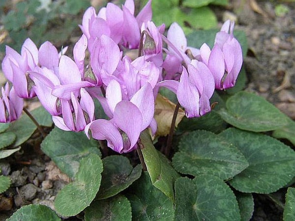 Brambořík 4 Břemen - Cyclamen purpurascens
