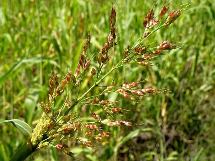 Čirok dvoubarevný (Sorghum bicolor)​