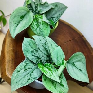 vyr dl 63 1 scindapsus pictus silvery anne silver pothos.jpg.big