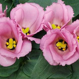 Eustoma (Eustoma grandiflorum)