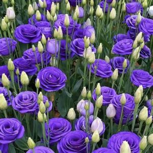 Eustoma (Eustoma grandiflorum)