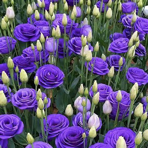 Eustoma (Eustoma grandiflorum)