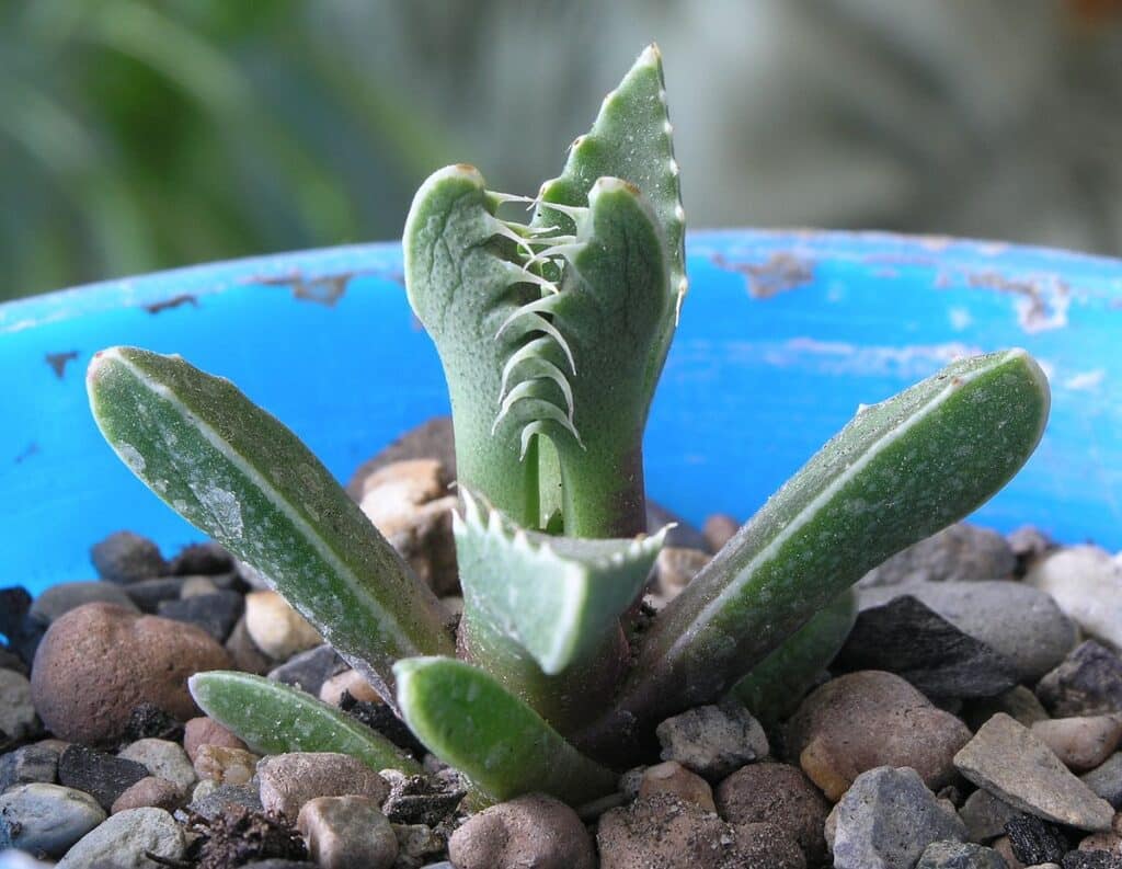 Faucaria 2 faucaria tigrina