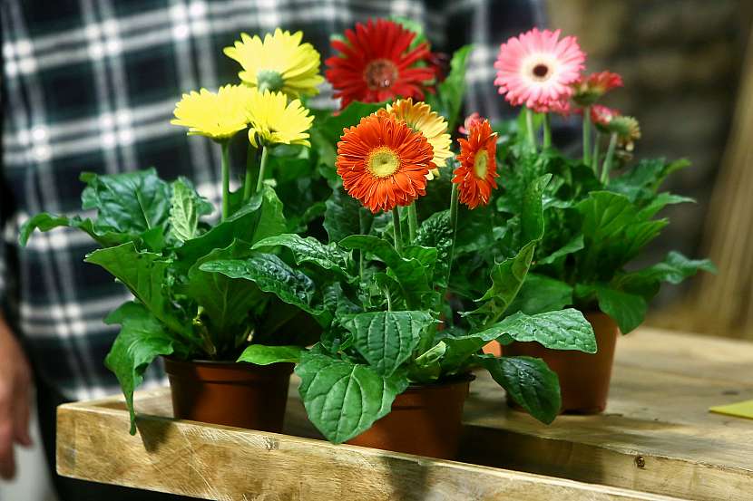 Gerbera 2 Gerbera (Gerbera)