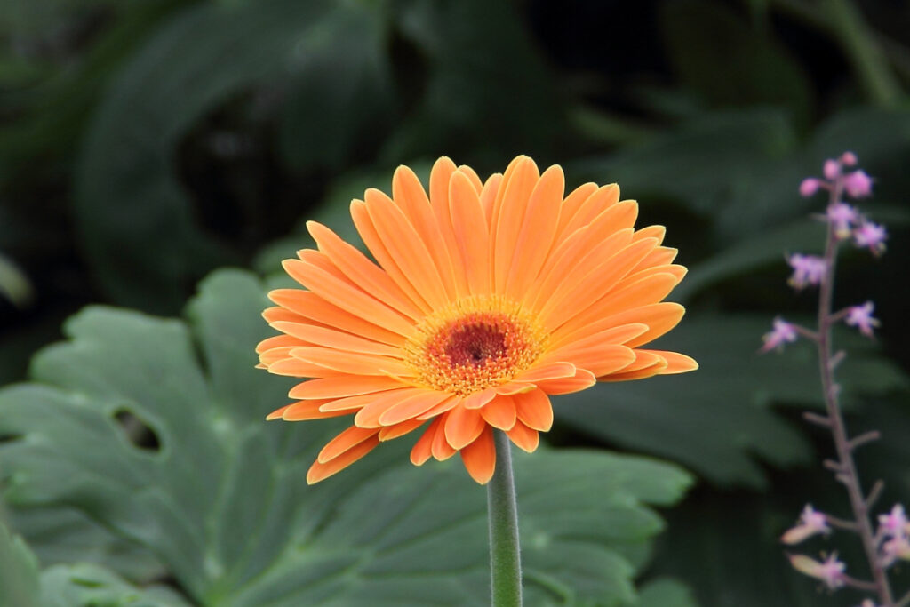 Gerbera 1 Gerbera jamesonii