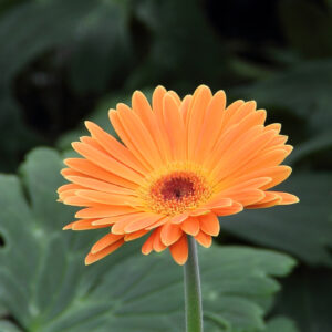 Gerbera jamesonii