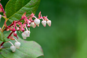 Libavka Shallon Gaultheria shallon