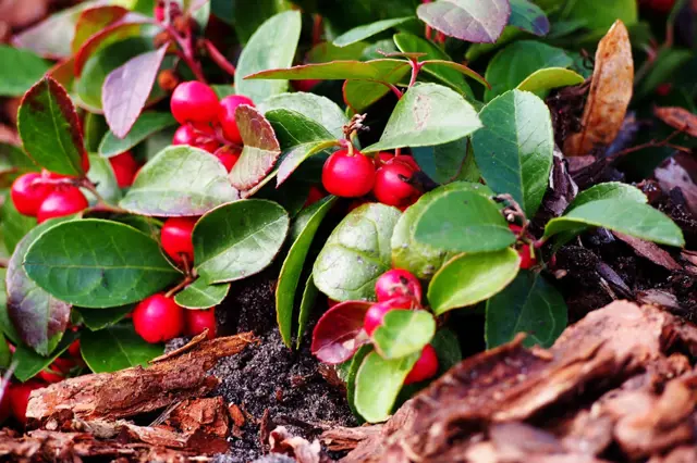 Libavka polehlá (Gaultheria procumbens)