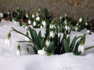Cibuloviny v trávníku: barevné akcenty po celou sezónu 5 Sněženka předjarní (Galanthus nivalis)