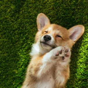 Roztomilý welsh corgi pembroke na zeleném trávníku u domu