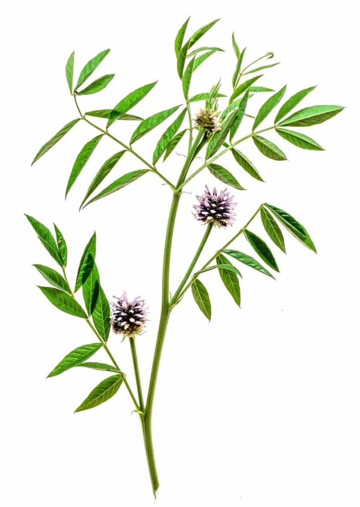 branch of wild licorice 2