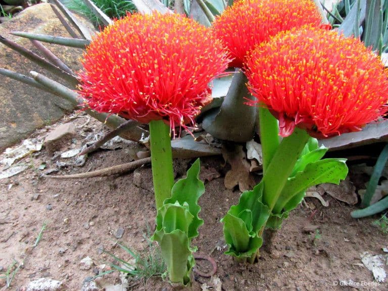 Krvokvět 2 Krvokvět natalský (Scadoxus puniceus)