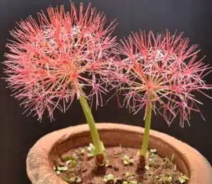 Hnojení pokojových rostlin 78 krvokvět v květináči