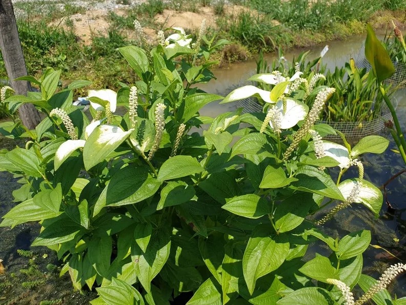 Saururus ještěrkovec, ještěrořep​