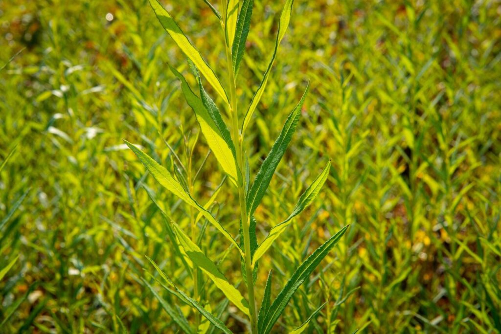 Salix viminalis - vrba košářská​